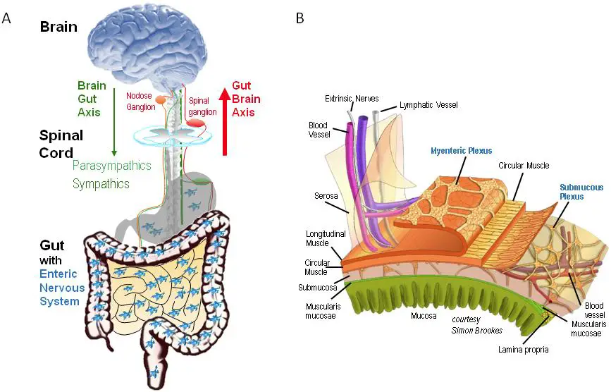 the-second-brain-our-enteric-nervous-system-life-with-no-gallbladder