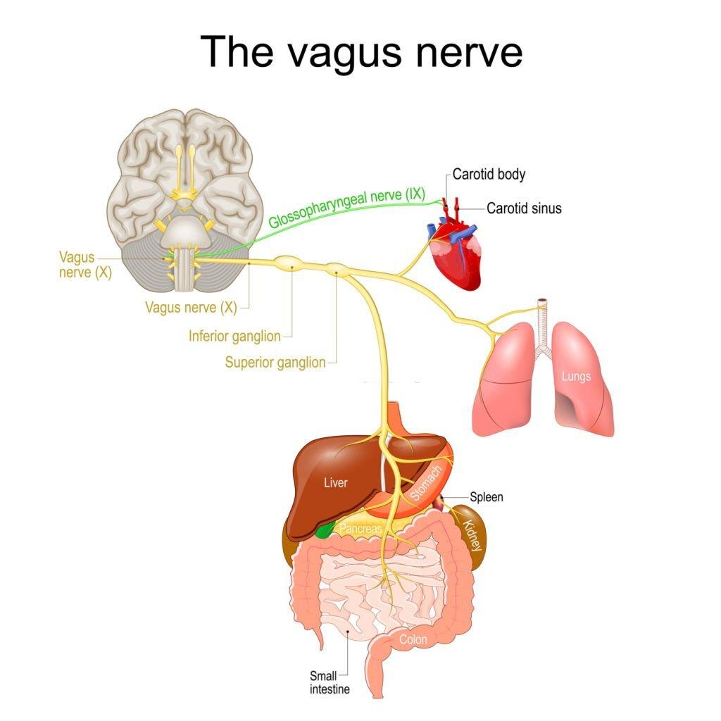 Vagus Nerve Toning For Pain Relief